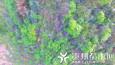 挖机司机坠崖失联10小时 消防动用无人机搜救