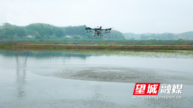 食从天降！望城养虾用上投食“神器”！