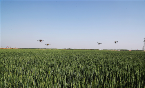 东营区万亩小麦实施无人机统防统治