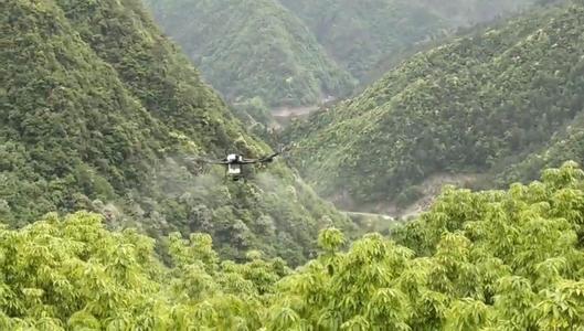 淳安：山核桃授粉用上了无人机