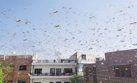 印度拉贾斯坦邦10架无人机消灭蝗虫