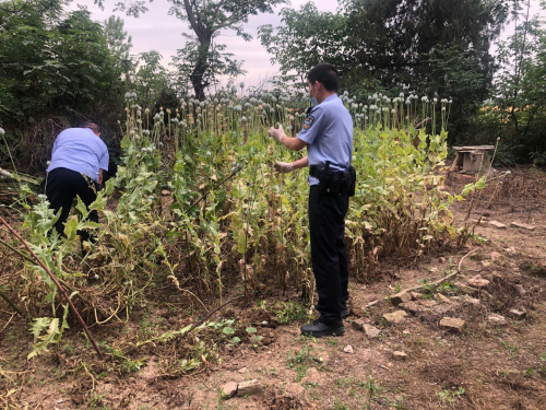 枣阳警方通过无人机发现并铲除一百余株罂粟 