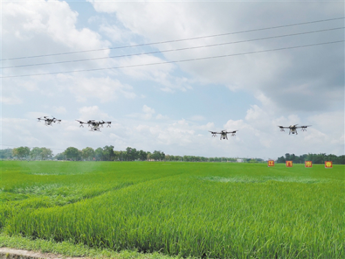 无人机大显身手防病虫害