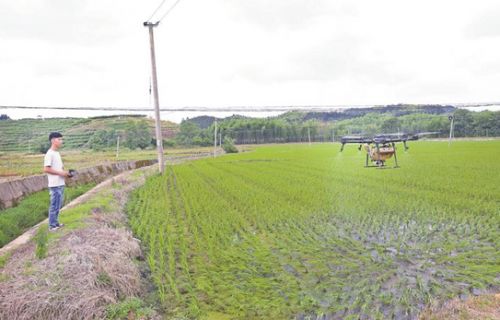 建宁：无人机水稻制种植保