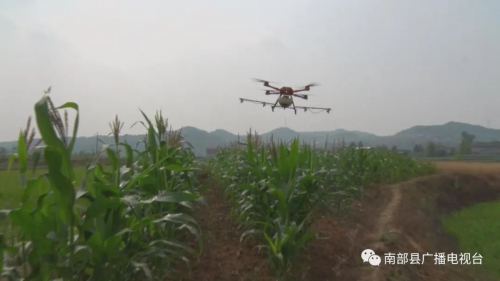 南部：“超级害虫”入侵，无人机出动
