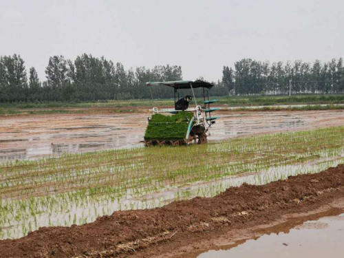 淄博市派乡村振兴服务队田间带来“新网红”助农