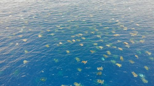 无人机画面拍摄到数千只准备在大堡礁上筑巢的濒危海龟