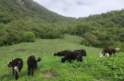 “无人机放牛”了解一下：牛的心跳体温、在哪里吃草，一看手机便知