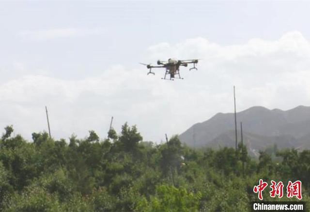 “世界第一古梨园 ”首次实现无人机防治病虫害