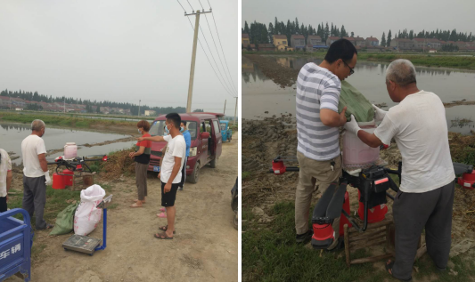 无人机播种 助力虾稻生产