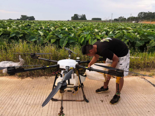 北坡镇：天鹰兄弟植保无人机助芋头病虫害防治 