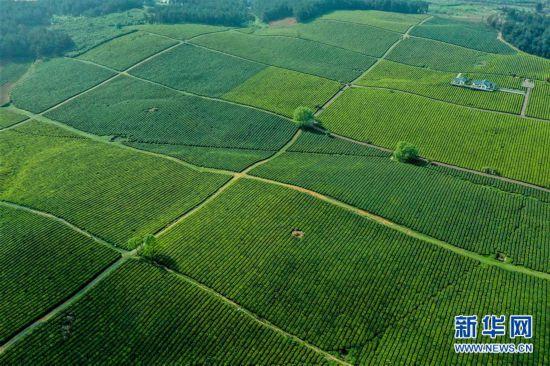 美丽乡村的优美风景