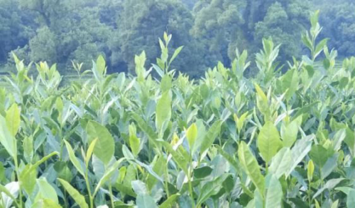 So cool！无人机学会在夜间寻化石、做勘探喽~