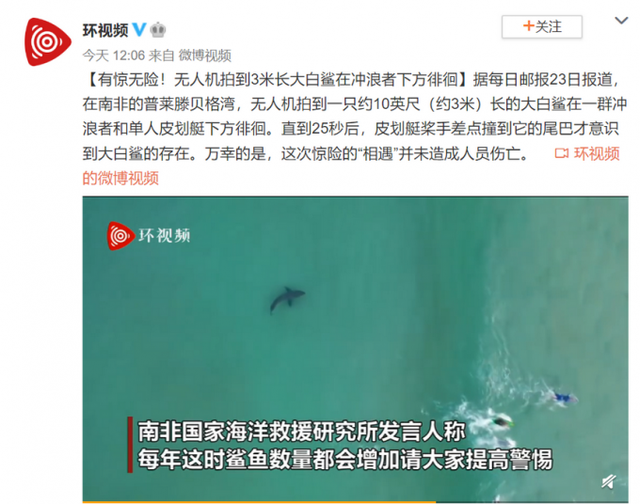 惊险！无人机无意中拍到10英尺大白鲨在冲浪者下方徘徊