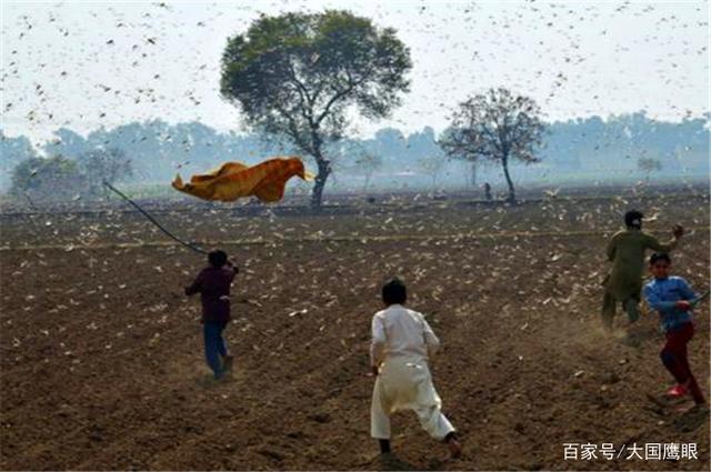 6月28日印度新增2.5万确诊，漫天蝗虫逼近新德里，首都拉响警报