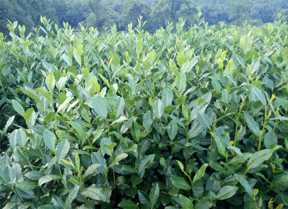 印度自称首个无人机治蝗国家，中国：夜郎自大！