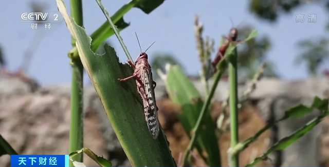 惊！“蝗虫大军”横扫20多国，无人机都快被撞落了