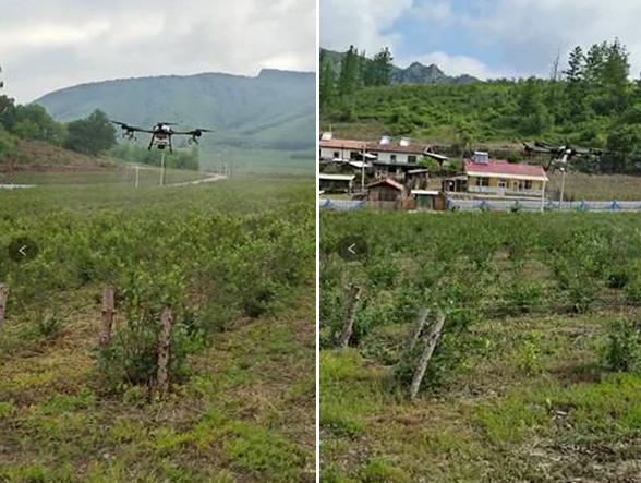 金华乡鸠谷村无人机喷洒叶面肥
