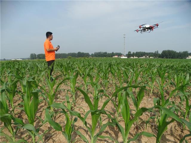 无人机飞防作业 统防统治病虫害