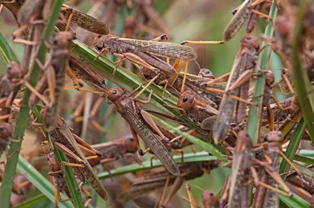 骚操作！对蝗灾无可奈何的印度出动了无人机