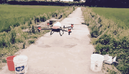 “无人机”开进宝山农田，田间管理进入新时代