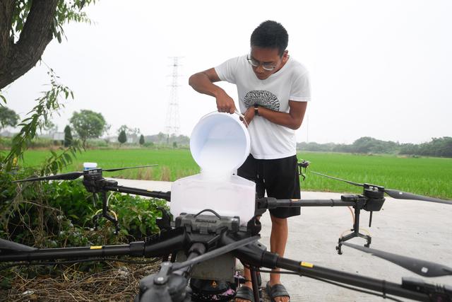 浙江湖州：三千余亩稻田 无人机施肥