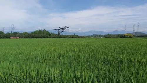 水稻制种无人机授粉，一个飞手轻松搞定百亩稻田