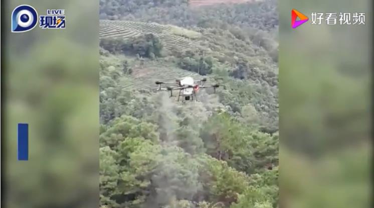 蝗虫肆虐云南 无人机、喷雾器紧急出动