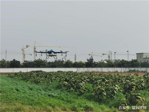 六稳六保看河南丨一日一机三百亩 植保无人机护航小麦颗粒归仓
