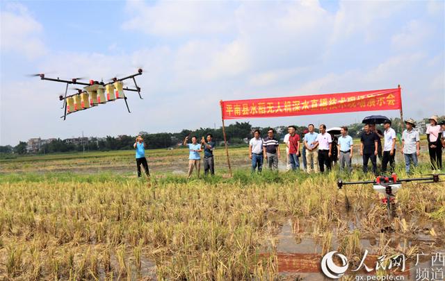 种田也能很“科幻”！平南县推广水稻无人机深水直播技术