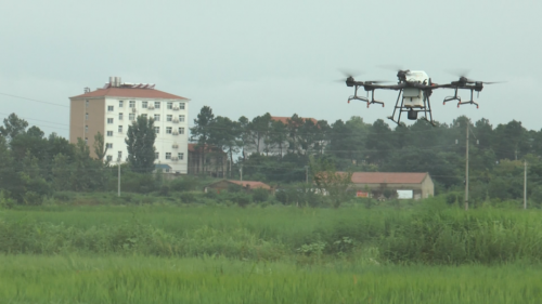 孝昌“无人机”洒农药，3小时搞定300亩稻田！