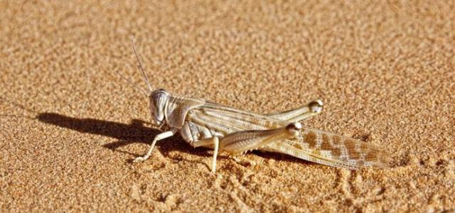 巴基斯坦蝗灾防治有了新进展 中国无人机飞向治蝗一线