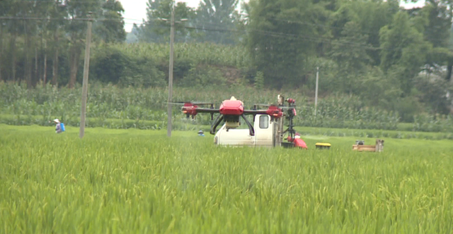 无人机洒农药：一亩地三分钟