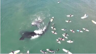 无人机拍到鲸鱼母子与一群冲浪者嬉戏