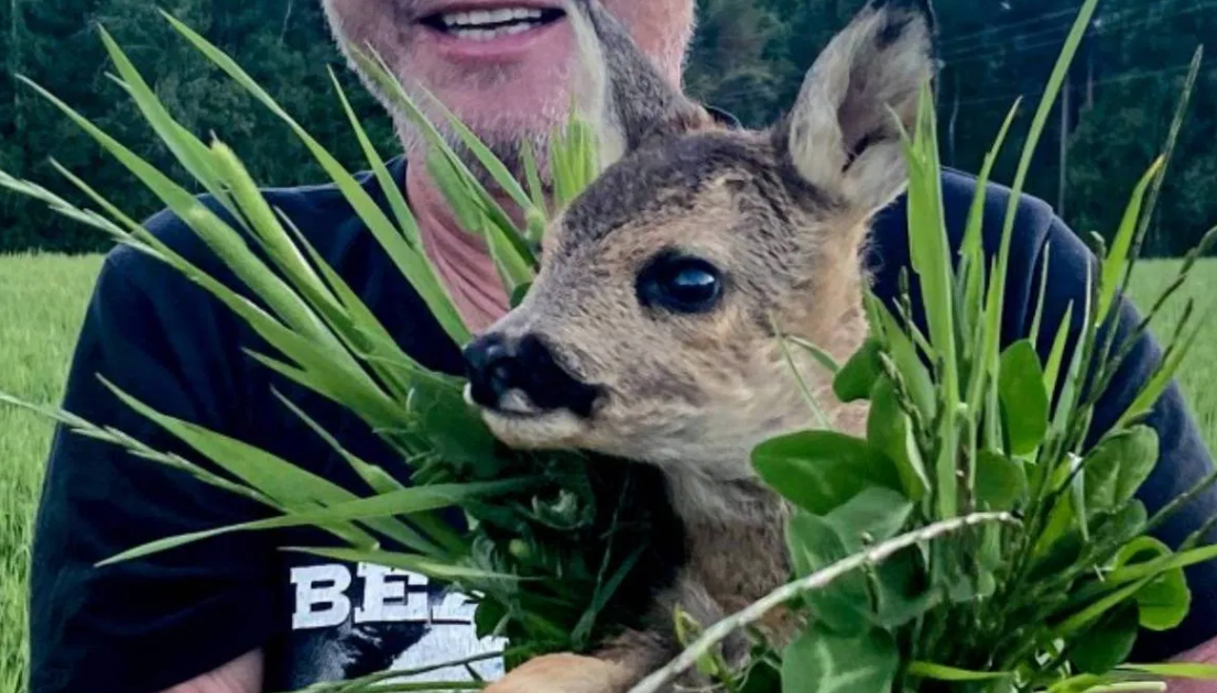 挪威森林无人机拯救15只小鹿