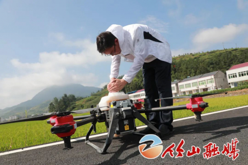 无人机盘旋竹山稻田上空，竟干这种事儿…