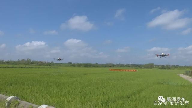 无人机飞防作业，为水稻“保驾护航”