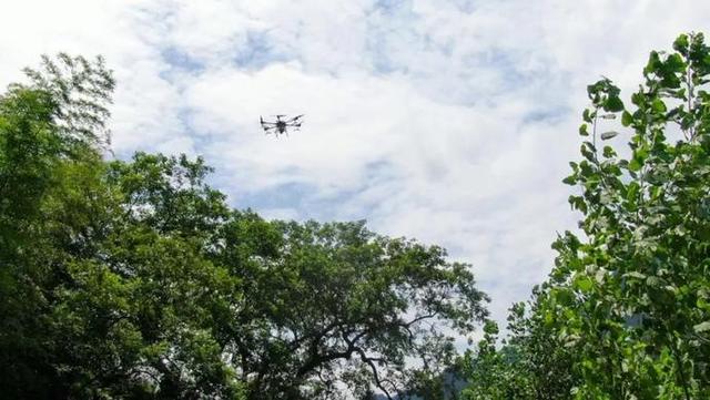临安山核桃，乘（趁）上了“无人机”！