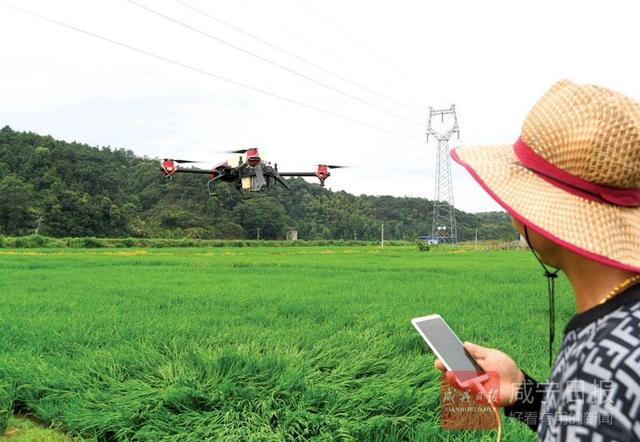 崇阳防治水稻病虫害 无人机大显身手