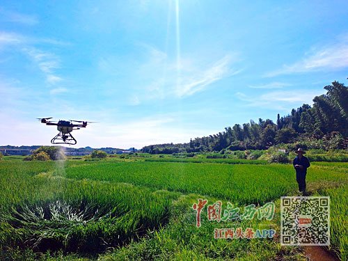无人机飞上天 种粮户笑开怀