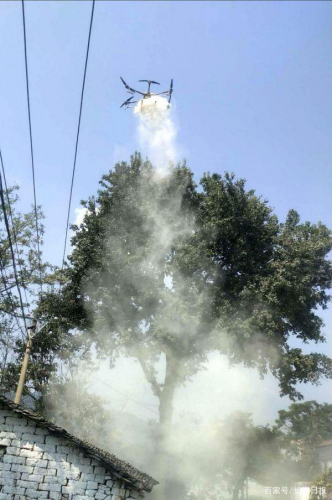 树高20多米梯长莫及，黄陂区首次动用无人机治虫保百岁古树