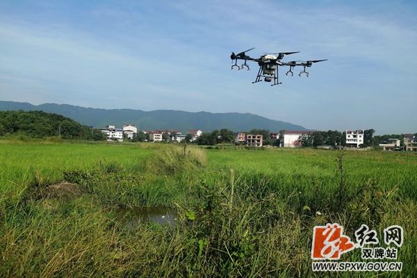 双牌五里牌镇：无人机杀虫助农忙