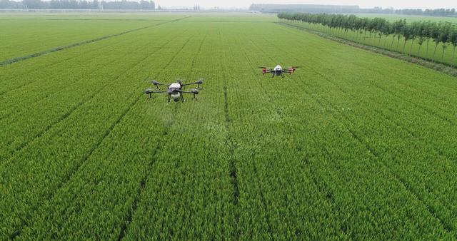 无人机灭虫保丰收