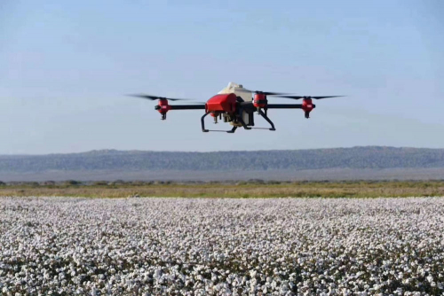 无人机奔赴新疆，喷洒脱叶剂，成就2020棉花收获季