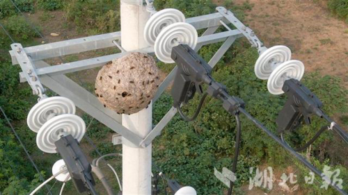 无人机“掏”马蜂窝