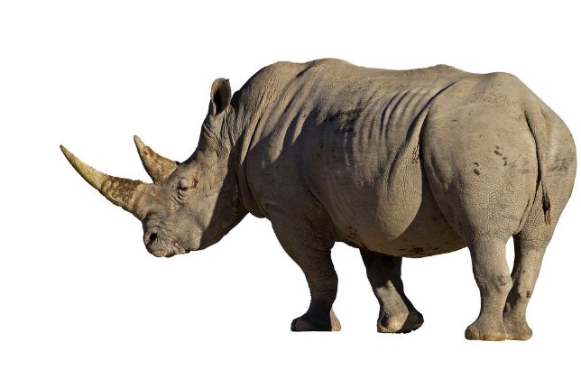 物流江湖｜第三四四回 无人机飞越舟山岛 犀牛角现身杭州湾