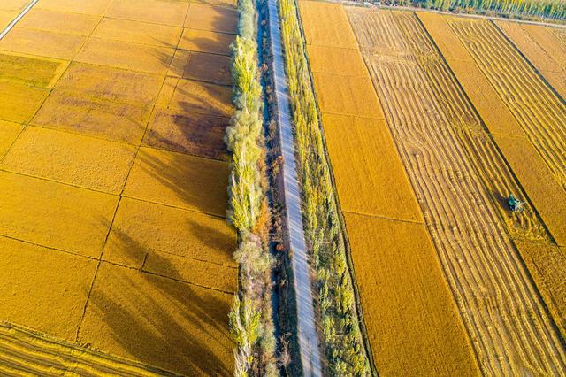 天山脚下稻花香