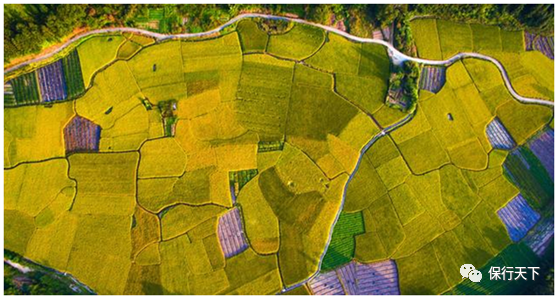 无人机在农业保险的应用