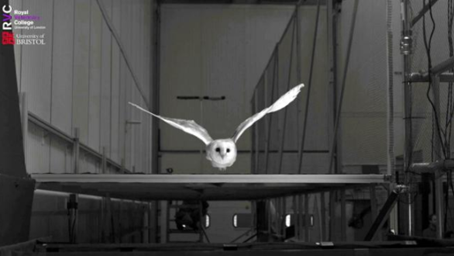 受猫头鹰的启发，未来可开发出可穿越风暴的超级无人机