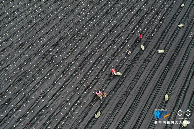 无人机视角下的秋忙场景：深秋忙种羊肚菌